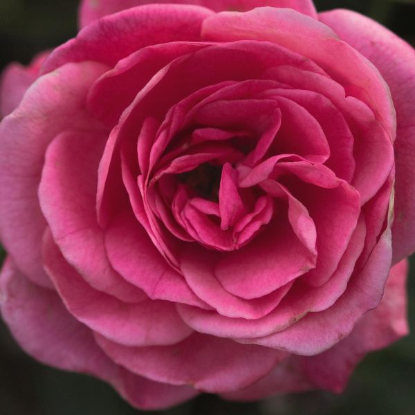 Easy Elegance&reg; Grandma's Blessing Rose