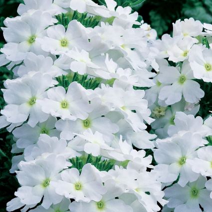 Verbena Lanai Blush White