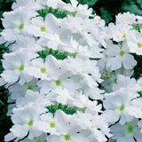 Verbena Lanai Blush White