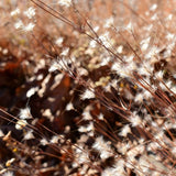 Little Bluestem Grass