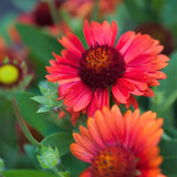 Celebration Blanket Flower