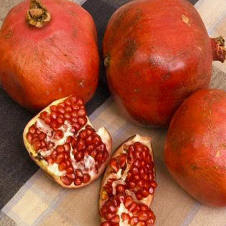 Red Silk Pomegranate