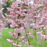 Weeping Cherry