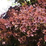 Cooke's Purple&trade; Smoke Tree