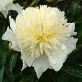 Honey Gold Peony