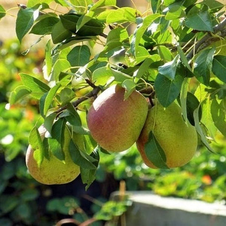 Luscious Pear Tree