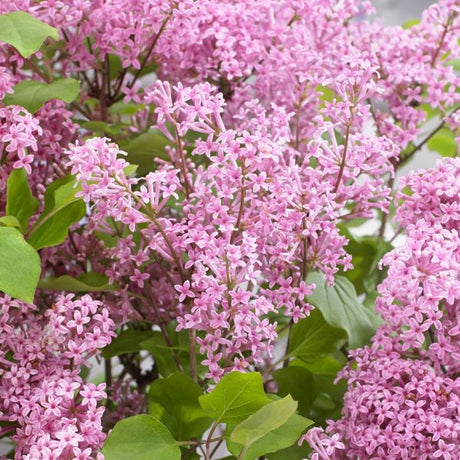 Flowerfesta&reg; Pink Dwarf Lilac