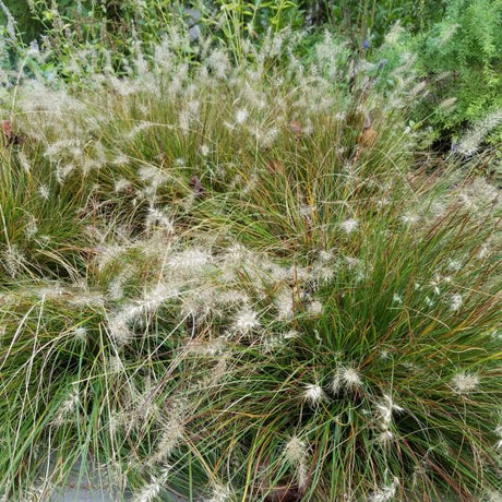 Piglet Fountain Grass