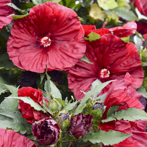Proven Winners® Blackberry Merlot Rose Mallow