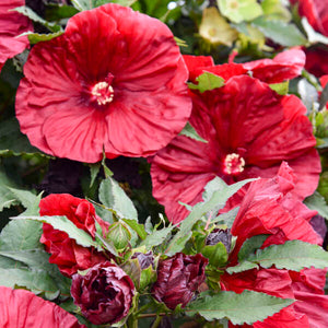 Proven Winners® Blackberry Merlot Rose Mallow