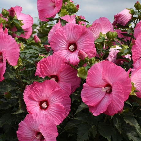 Airbrush Effect Hardy Hibiscus