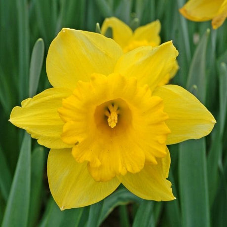 Dutch Master Daffodil