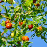 Honey Jar Jujube Tree