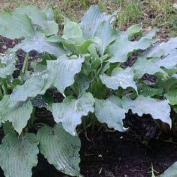 Arctic Blast Hosta