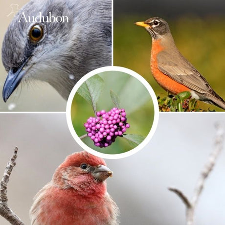 Audubon&reg; Native Beautyberry