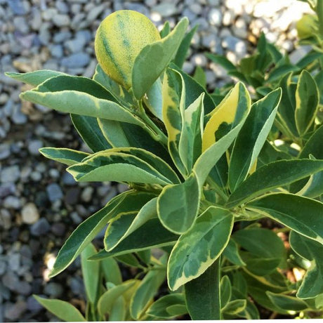 Centennial Variegated Kumquat Tree