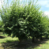 Methley Plum Tree