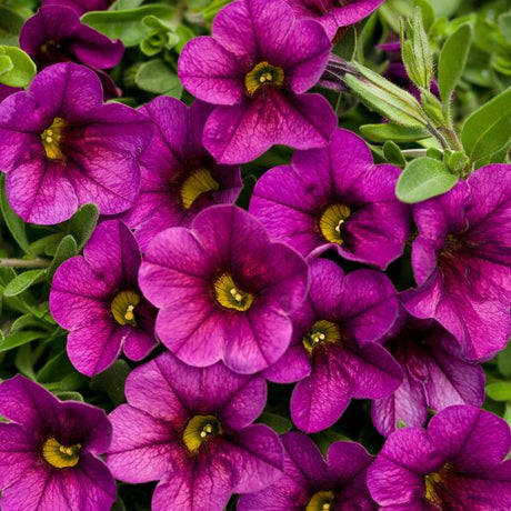 Plum Superbells Calibrachoa