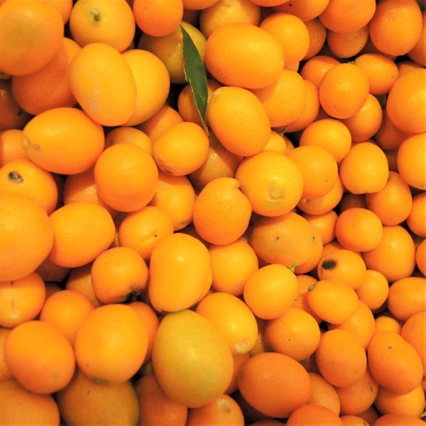 Meiwa Kumquat Tree