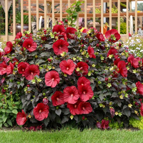 Proven Winners® Summerific® Holy Grail Hardy Hibiscus