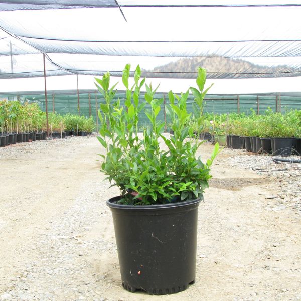 Top Hat Blueberry Bush