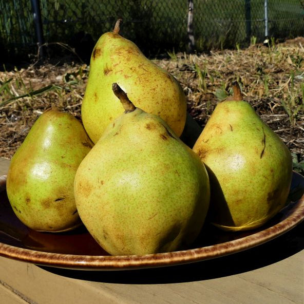 Comice Pear Tree | Buy at NatureHills.com