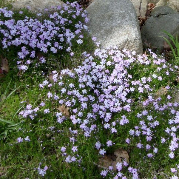 Emerald Blue Phlox