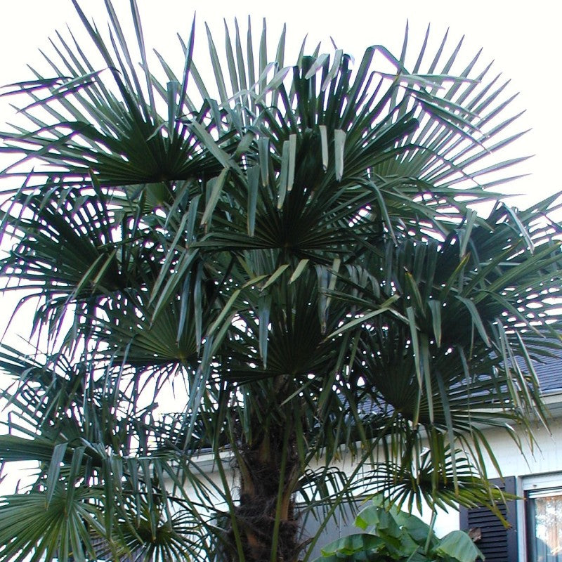 Windmill Palm Tree