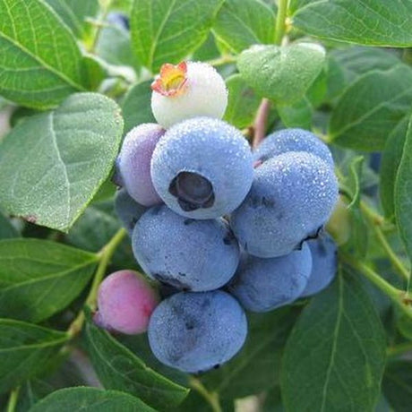 Northsky Blueberry Bush