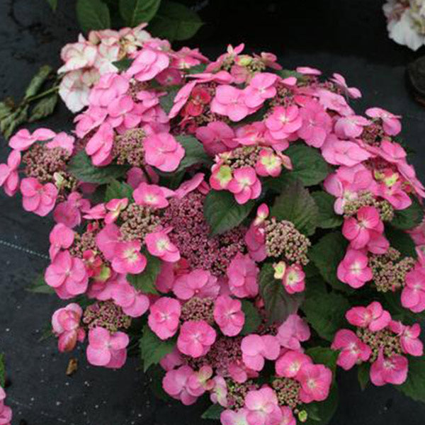 Tuff Stuff&trade; Reblooming Mountain Hydrangea