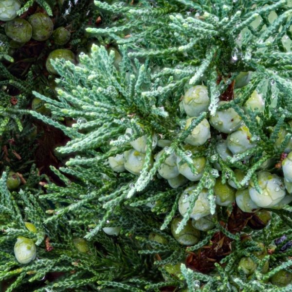 Audubon&reg; Native Eastern Red Cedar