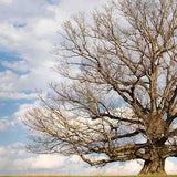 USDA Organic White Oak