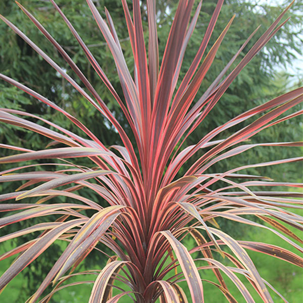 Cherry Sensation Cordyline