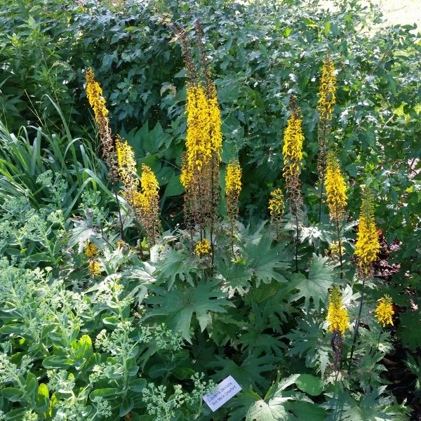 Brit Marie Ligularia