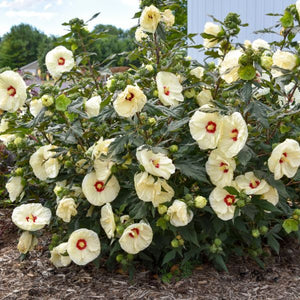 Summerific® French Vanilla Rose of Sharon