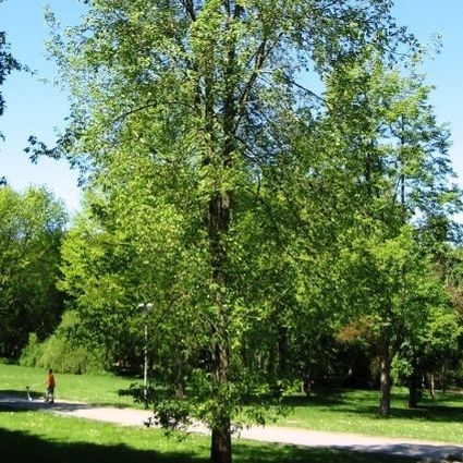 Regal Elm