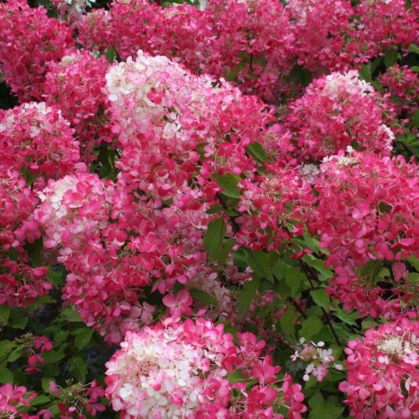 First Editions&reg; Diamond Rouge&trade; Panicle Hydrangea