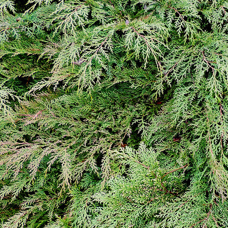 Drew's Blue&trade; Siberian Carpet Cypress