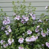 Azurri Blue Satin&reg; Rose of Sharon Shrub