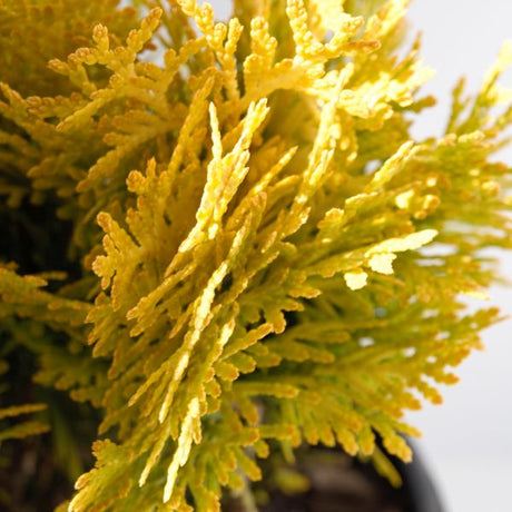 Proven Winners? Anna's Magic Ball? Arborvitae