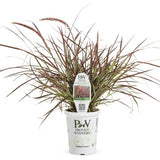 Graceful Grasses® Fireworks Pennisetum Grass