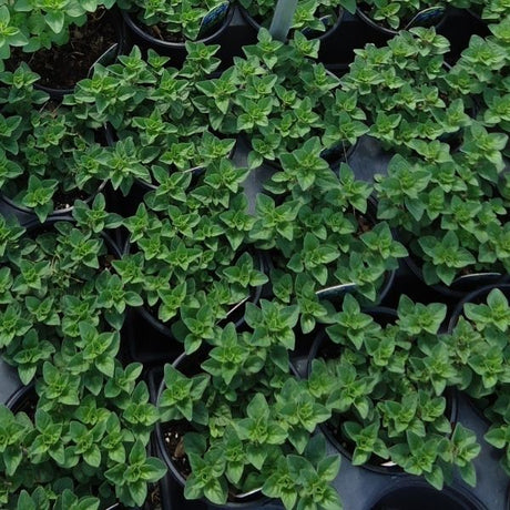 Greek Oregano Plant