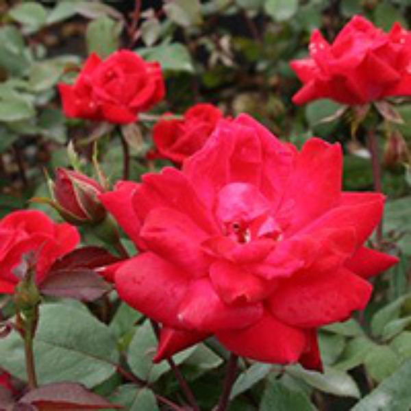 Red Double Knock Out&reg; Rose Tree