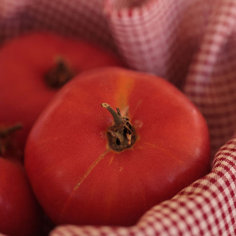 Better Boy Tomato Plant