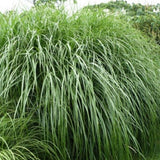 Miscanthus Morning Light Grass