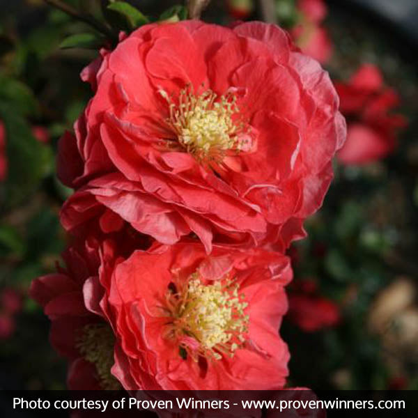 Proven Winners&reg; Color Choice&reg; Double Take&trade; Pink Quince