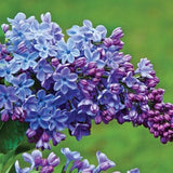 Wonderblue Lilac