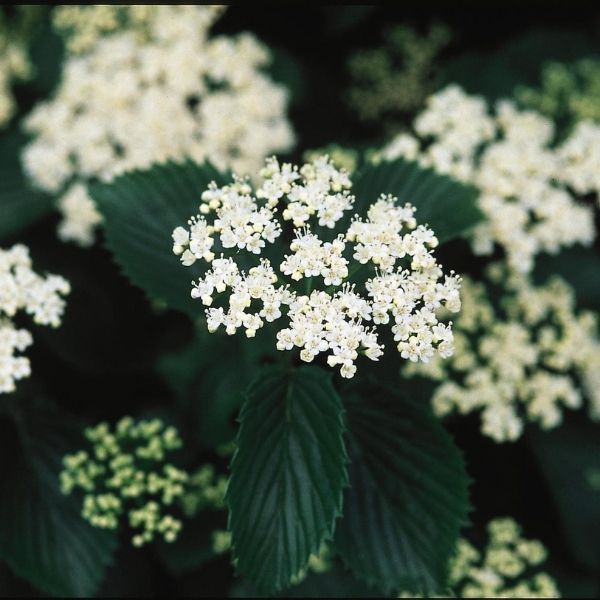 Autumn Jazz&reg; Arrowwood Viburnum