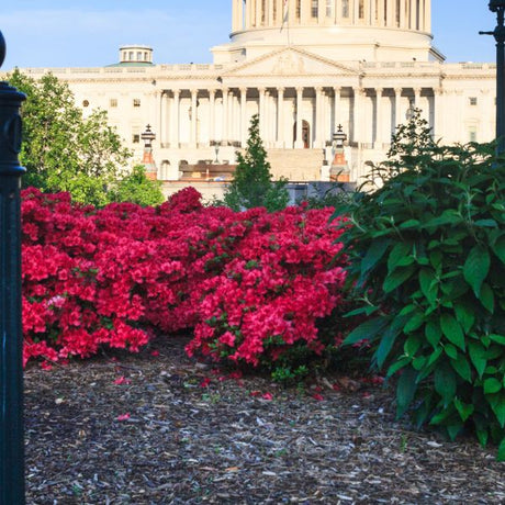 Red Wing Azalea