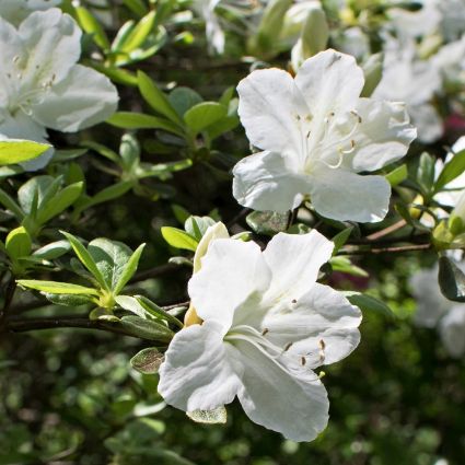 Girard's Pleasant White Azalea